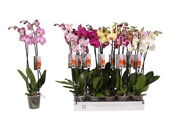 Phal 2st 6 Color Mix 2st  14+