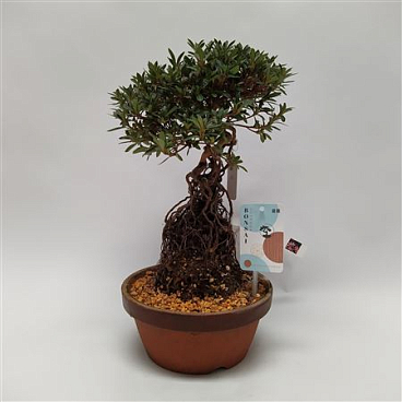 Satsuki Azalea On Root
