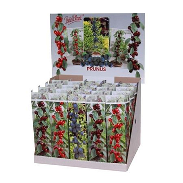 Prunus Mix