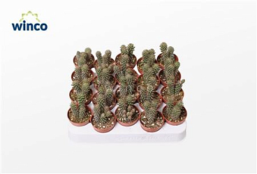 Opuntia Fulgida