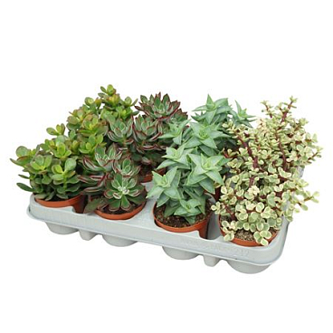 Succulent Mix Pd