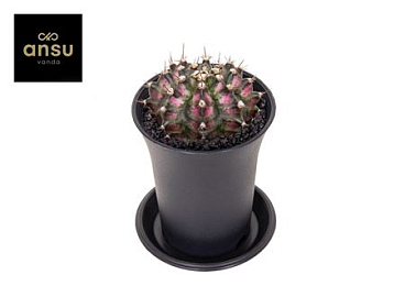 Gymno Cactus T-rex Hybrid Pink