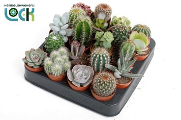 Succulenten Cactus Mix