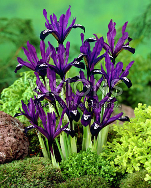 Ирис сетчатый Пёрпл Джем