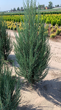 Можжевельник скальный Блю Эрроу ком + горшок