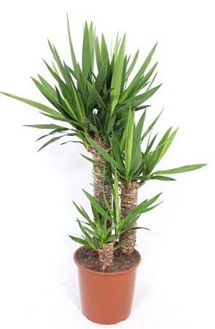 Yucca 60-40-20