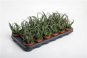 Aloe Maidu