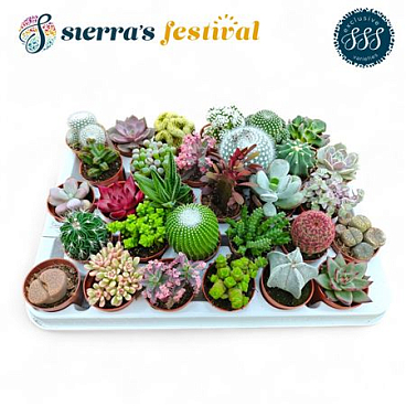 Cactus Succulent Mix (exclusive)