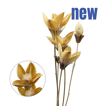 Груша обыкновенная Чижовская