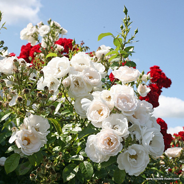 Роза плетистая Хелла