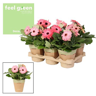 Gerbera Pink 2+ Feel Green (decorum)