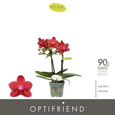 Phal 2st Rosa 10+ (opti)