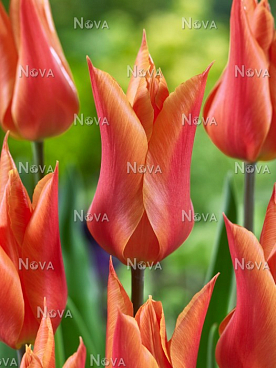 Тюльпан лилиецветный Баллерина | Оптовая цветочная компания «Флора Групп» Тюльпан лилиецветный Баллерина