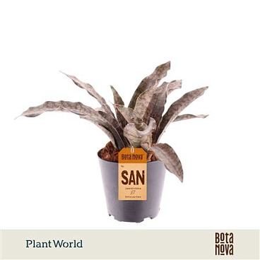Sansevieria Copper Tone