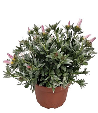 Convolvulus Cneorum Bush