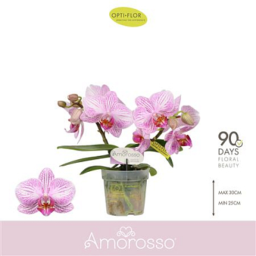 Phal 2st Amorosso Merlini (opti)