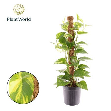 Epipremnum Hawaien Mosspole