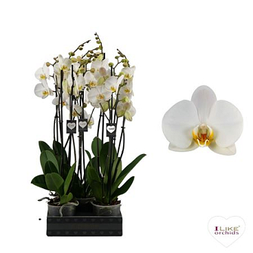 Phal 2st London 22+ (levo)