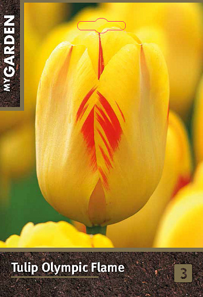 Тюльпан дарвинов гибрид Олимпик Флейм