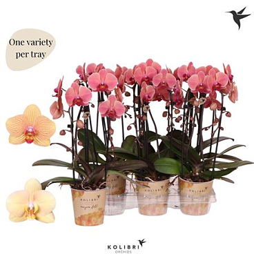 Phal 2st Cascade Arcadia Orange Mut