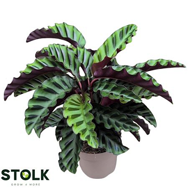 Calathea Velvet Glory