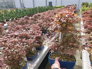 Acer Palmatum Deshojo,