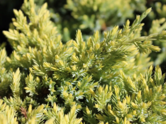 Можжевельник чешуйчатый Дрим Джой