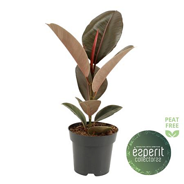 Ficus El Pink Camouflage