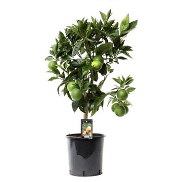 Citrus Arcobal Orange On Stem