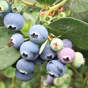 Голубика высокорослая Норткантри | Оптовая цветочная компания «Флора Групп» Голубика высокорослая Норткантри