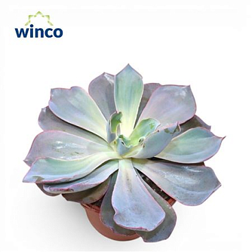 Echeveria Afterglow