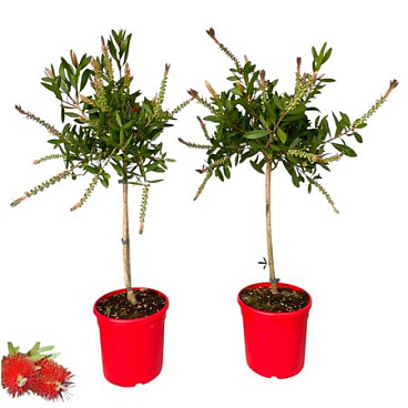 Callistemon Citrinus Splendens On Stem