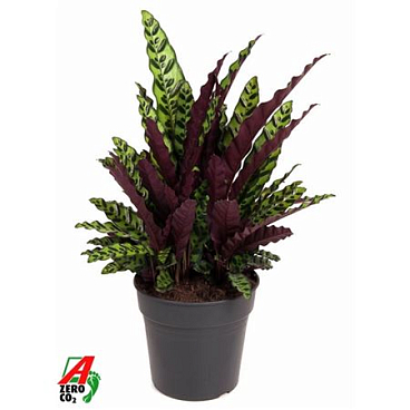 Calathea Lancifolia