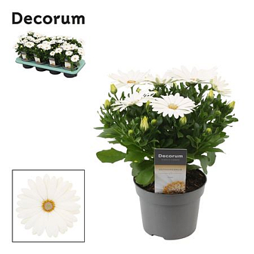 Osteospermum Margarita Cream (decorum)