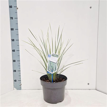 Lomandra Longifolia White Sands