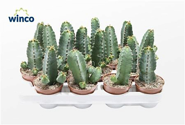 Euphorbia Resinifera