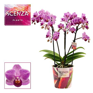 Phal 3-4 Dazzling Dreamer (scenza)