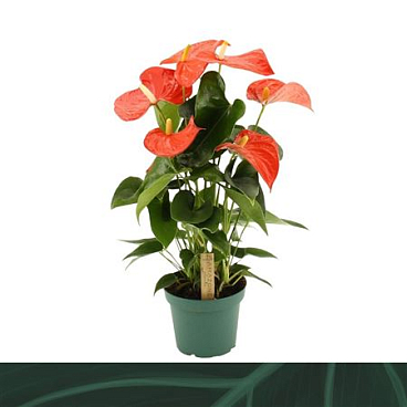 Anth An Florida 5+ (amazone)