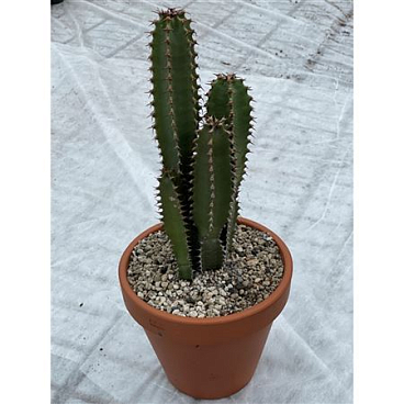 Euphorbia Canariensis