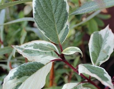 Дерен белый Сибирика Вариегата