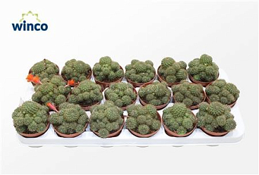 Rebutia Nitida
