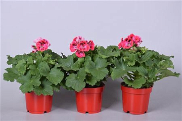Pelargonium Grandi Red