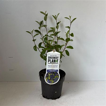 Ceanothus Del Henry Défossé