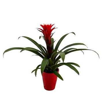 Guzmania Hope Ceramic