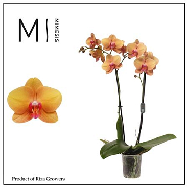 Phal 2st Buddha 16+ (mimesis)