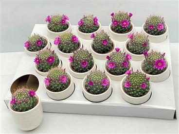 Mammillaria Flowering In White Ceramic