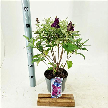 Buddleja Dav Little Magenta (butterfly Candy)