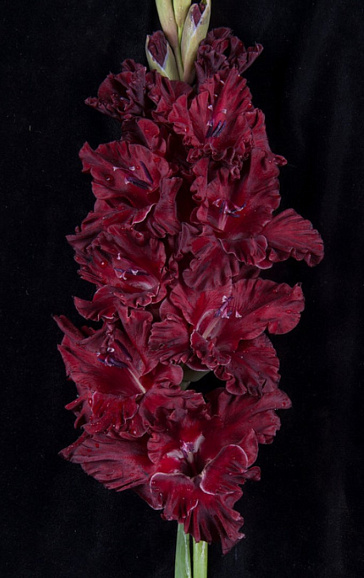 Гладиолус крупноцветковый Марк Захаров