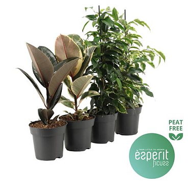 Ficus Mix 3-4 Srt