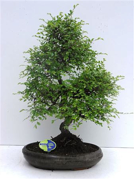 Bonsai Zelkova Parvifolia S-shape Without Drip Tra